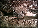 snake1a.jpg