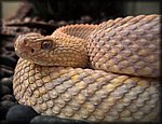 snake2.jpg
