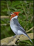 song_bird.jpg