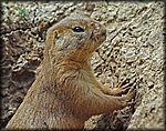 squirrel.jpg