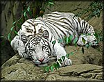 white_tiger3.jpg