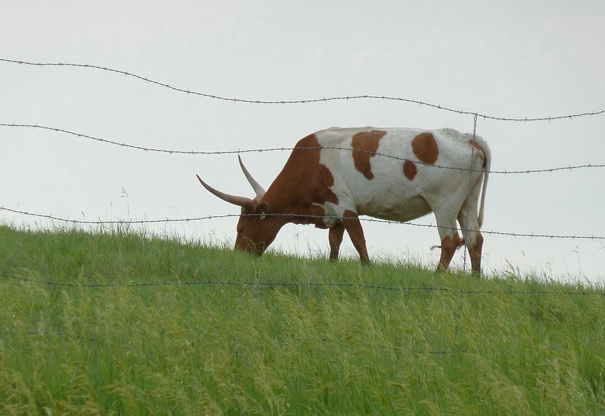 P1000223.jpg