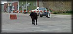 P1000231.jpg