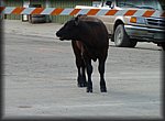 P1000232.jpg