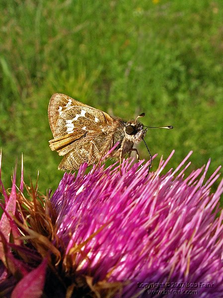 05butterfly on pink.jpg