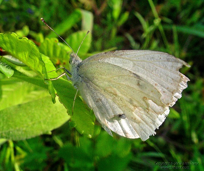 06white butterfly.jpg