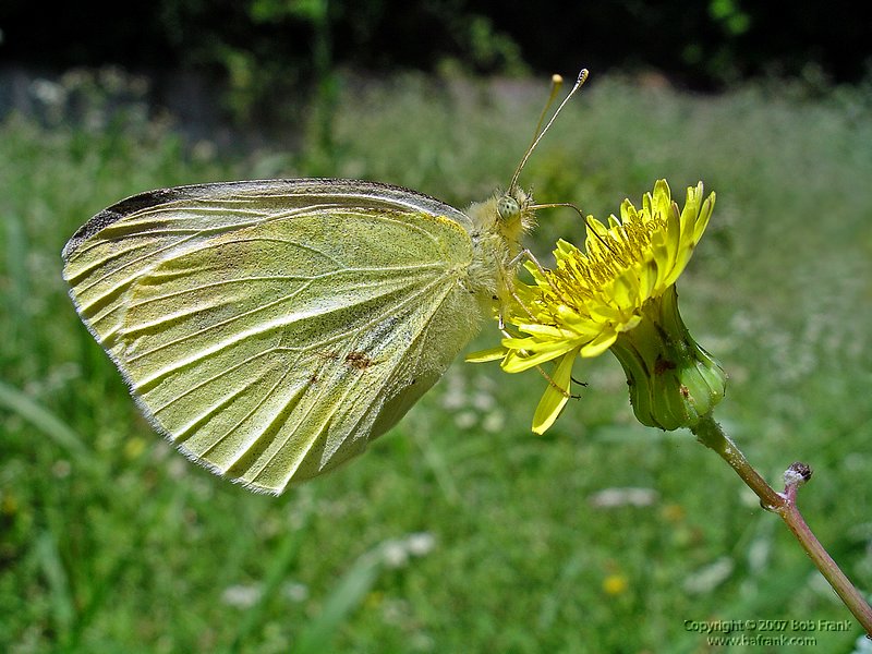 4-26Yellow_butterfly2.jpg