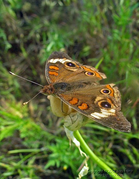 5-12Brown_butterfly.jpg
