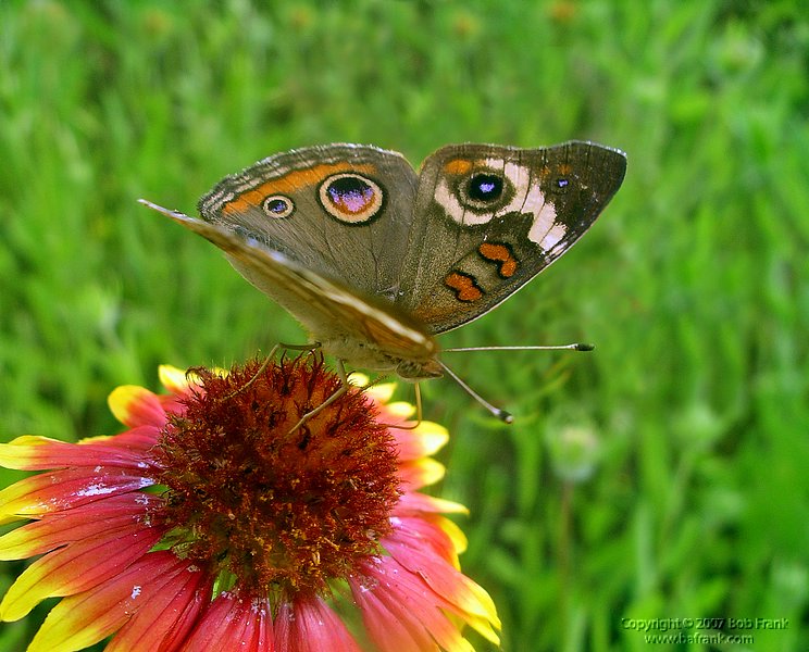 5-12brown_butterfly2.jpg