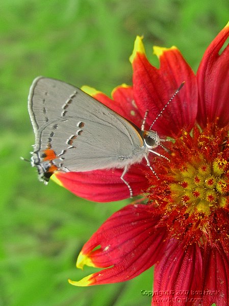 5-12gray butterfly.jpg