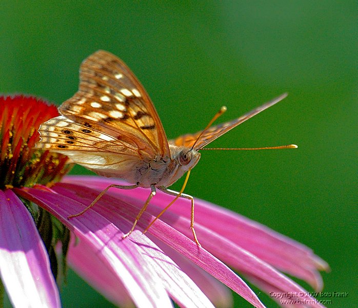 5-15butterfly2_rev.jpg