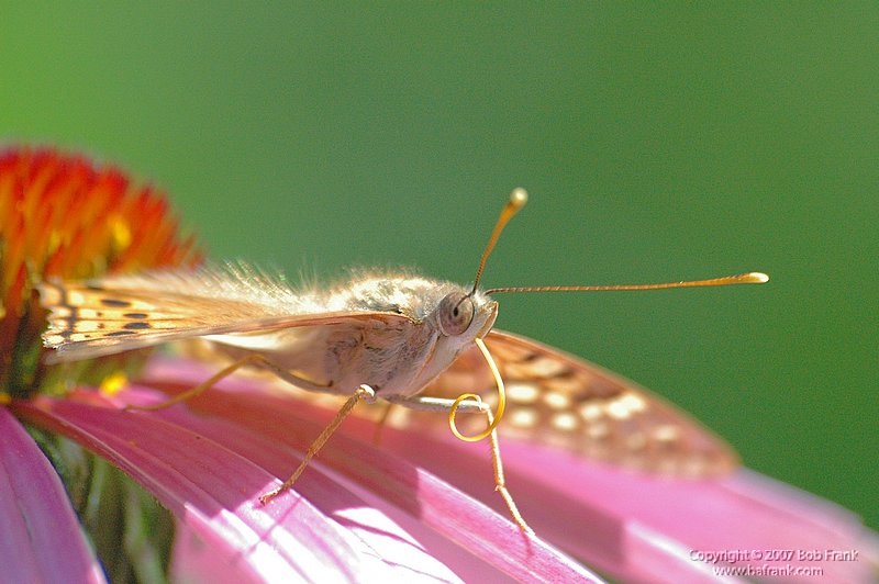 5-15butterfly3.jpg