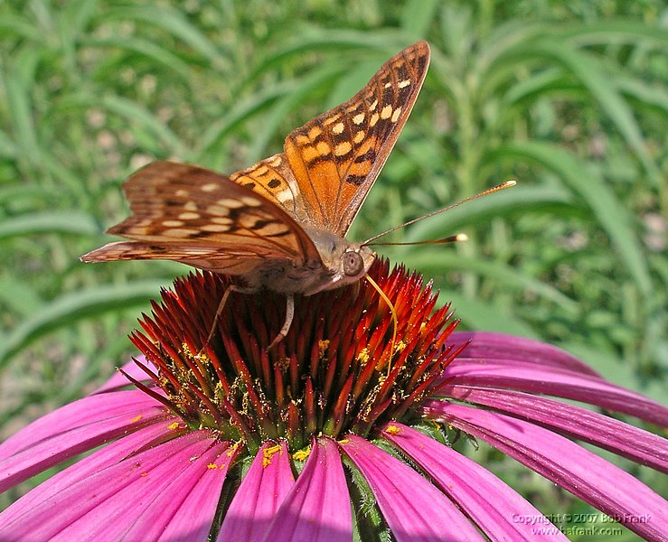 5-15butterfly3p.jpg