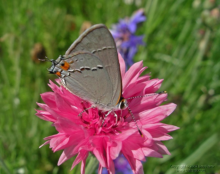 5-15butterfly8p.jpg