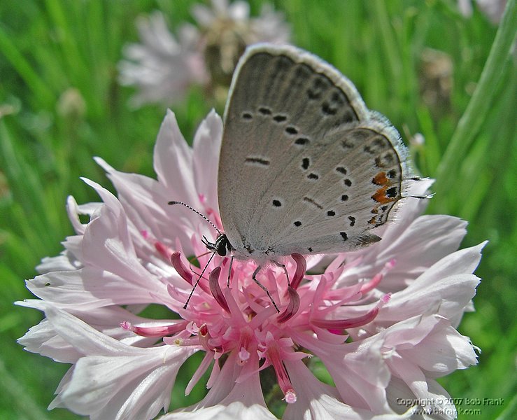 5-15butterfly9.jpg