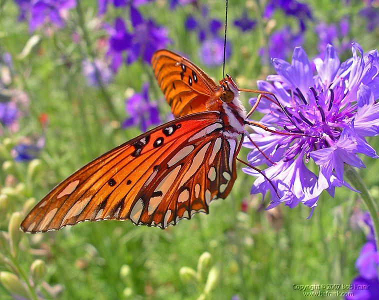 5-16butterfly5p.jpg
