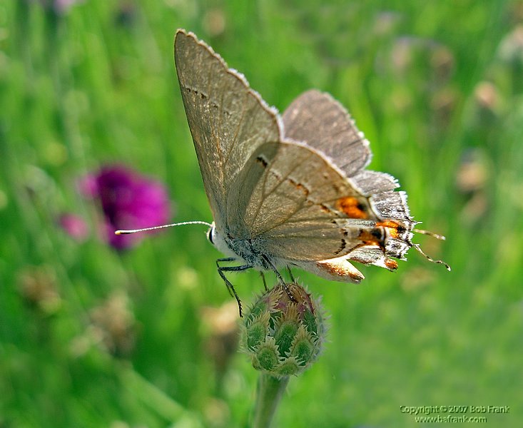 5-16butterfly6p.jpg