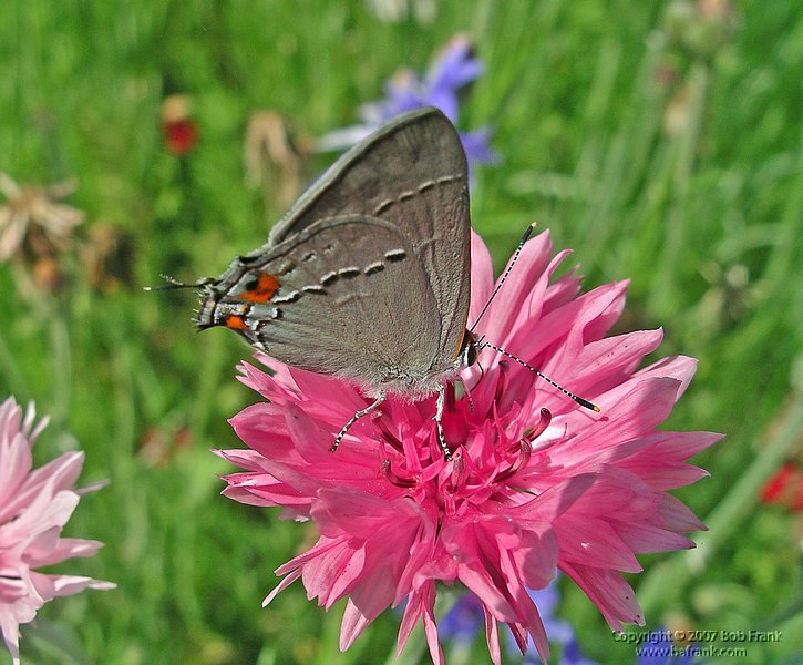 5-16butterfly7p.jpg