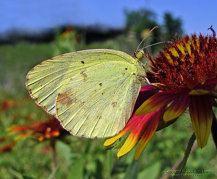 5-17Yellow_Butterfly.jpg