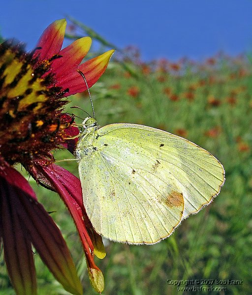 5-17yellow_butterfly2.jpg