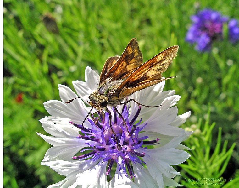5-2small_butterfly.jpg