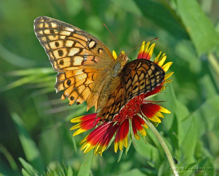 5-4butterfly3.jpg