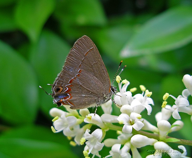 5-5small_butterfly.jpg