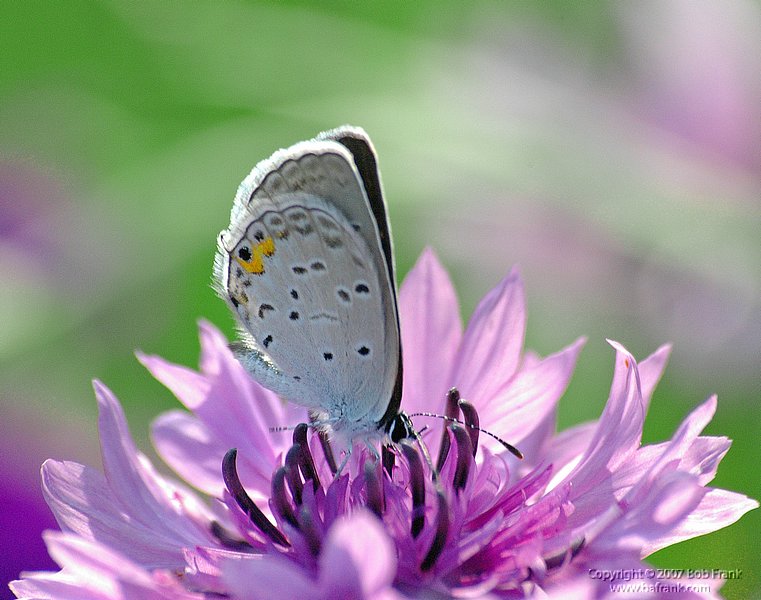 5-8butterfly on pink.jpg