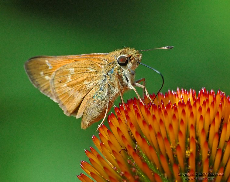 6-18 butterfly on orange.jpg