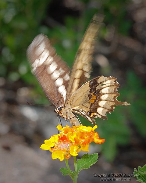 DSC_0023.jpg