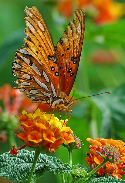 DSC_0770.jpg