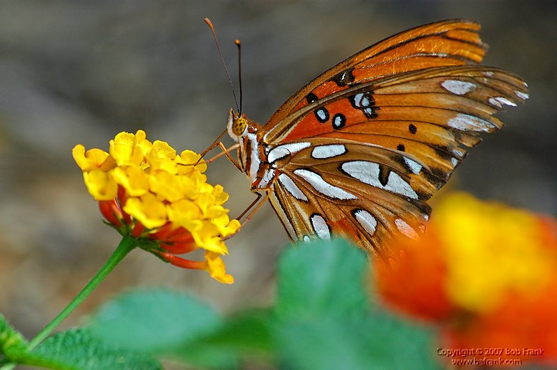 DSC_0779.jpg