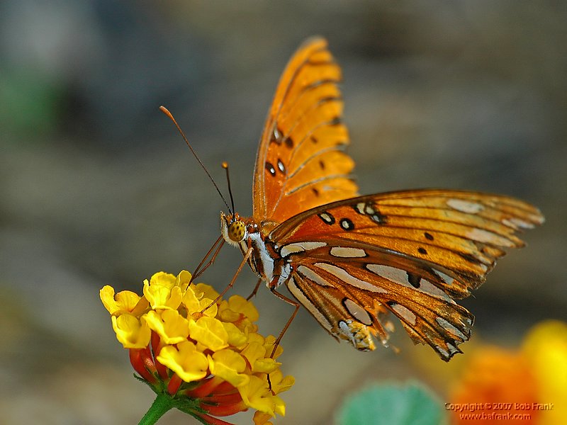 DSC_0782.jpg