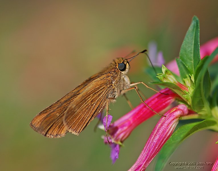 DSC_2033.jpg