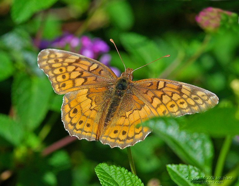 DSC_2050.jpg