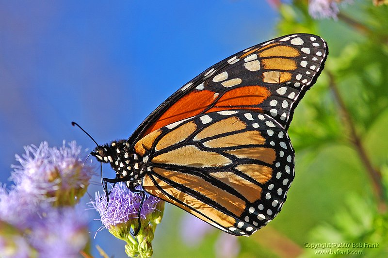 DSC_2134.jpg
