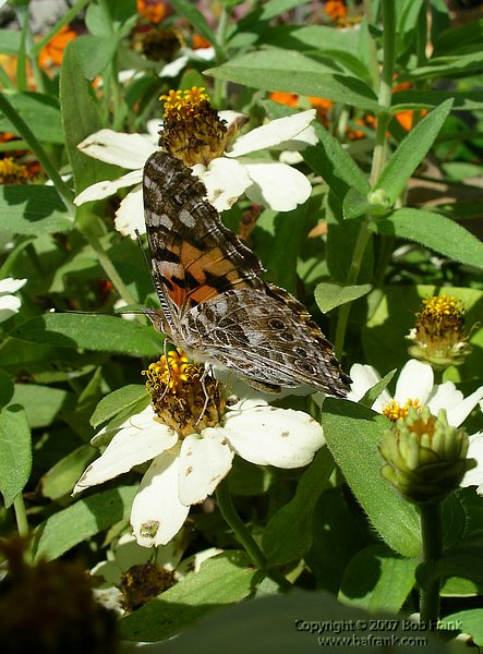 Orange_butterfly_on_white.jpg