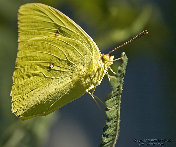 Yellow_Butterfly.jpg