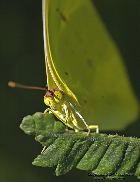 Yellow_Butterfly_Closeup1.jpg