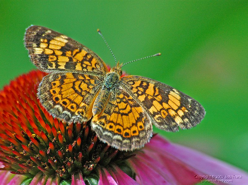 orange_butterfly.jpg