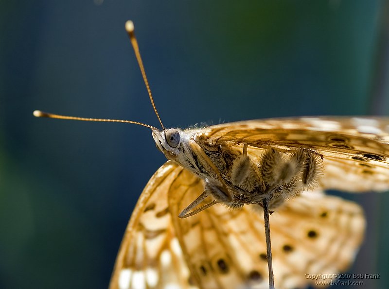 under_butterfly.jpg