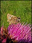 05butterfly on pink.jpg