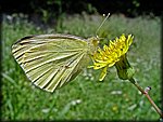 4-26Yellow_butterfly2.jpg