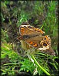 5-12Brown_butterfly.jpg