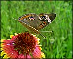 5-12brown_butterfly2.jpg