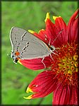 5-12gray butterfly.jpg