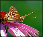 5-15butterfly2_rev.jpg