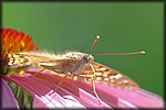 5-15butterfly3.jpg