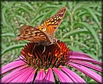 5-15butterfly3p.jpg