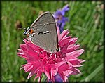 5-15butterfly8p.jpg